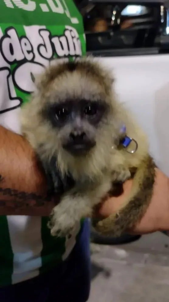 Policías rescataron un mono Carayá en Barrio Diza
