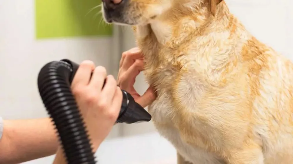 Un hombre llevó a su perro a bañar y lo encontró muerto: el peluquero deberá pagar $100.000