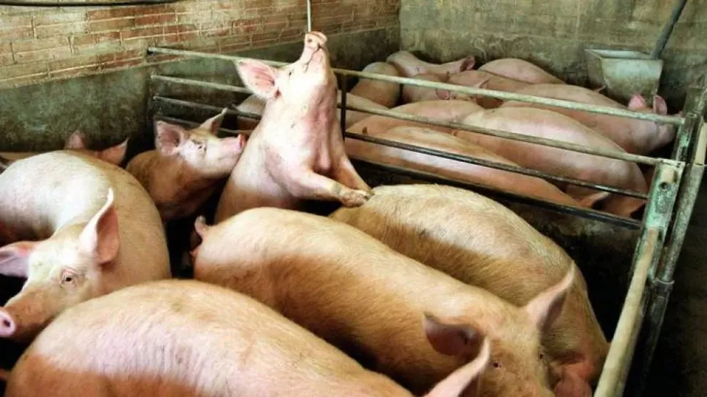 Declaran el alerta sanitaria en todo el país por la Peste Porcina Africana