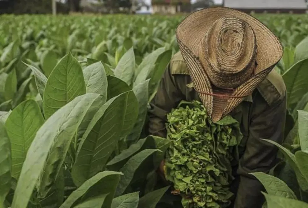 Fondo Especial del Tabaco: abonan $100 millones a productores