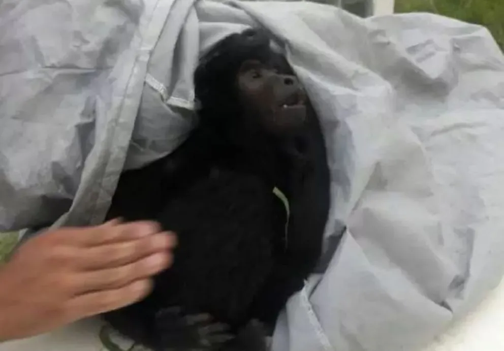 Video | Al mono rescatado de una fiesta con drogas le faltan dientes, está desnutrido y sin caminar