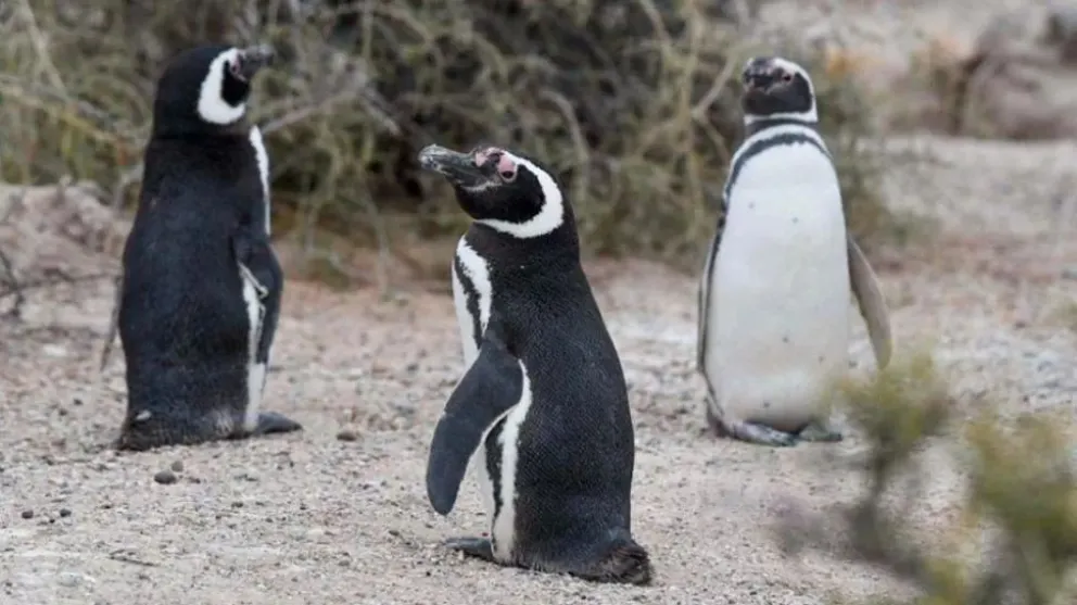 Realizarán un informe técnico para evaluar los daños a una colonia de pingüinos en Chubut