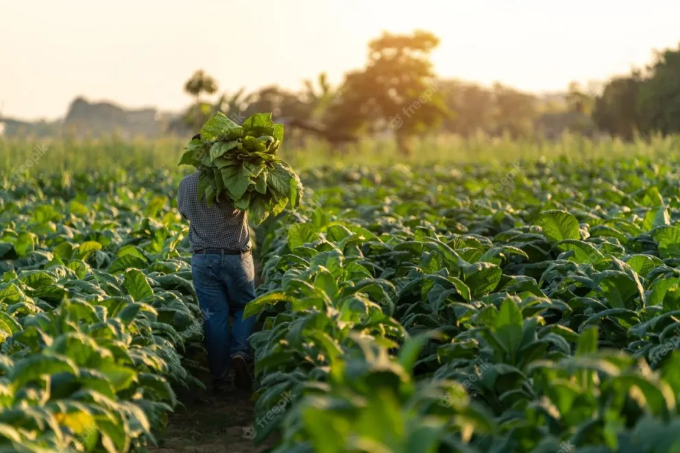 agricultura-granjero-que-lleva-cosecha-hojas-tabaco-temporada-cosecha-industria-tabacalera_61243-137