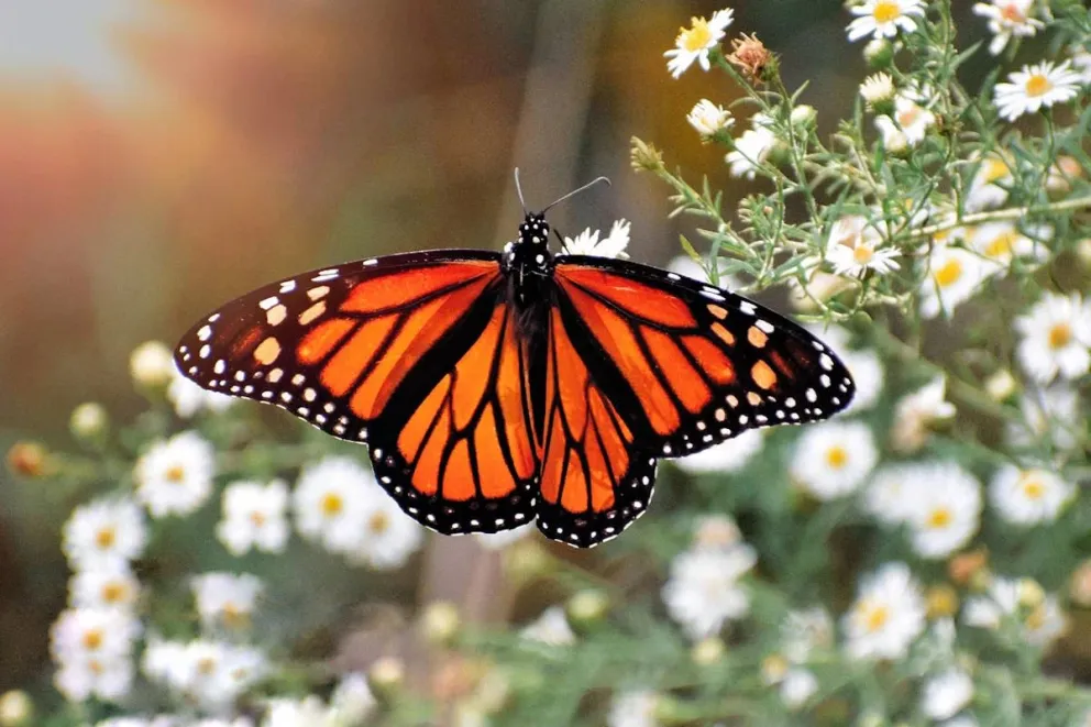 mariposa-monarca.jpg