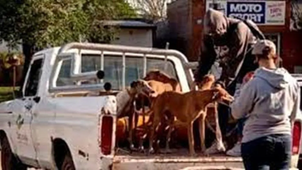 perros-rescatados