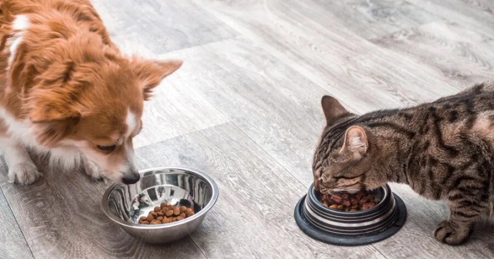 perro-gato-comiendo-juntos