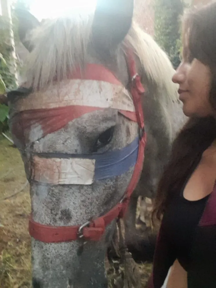 Salteña salvó a un caballo con ayuda de un tucumano