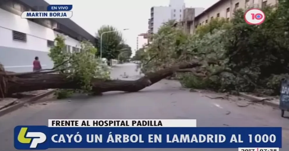 Cayó un árbol de gran porte sobre la calle Lamadrid al 1.000