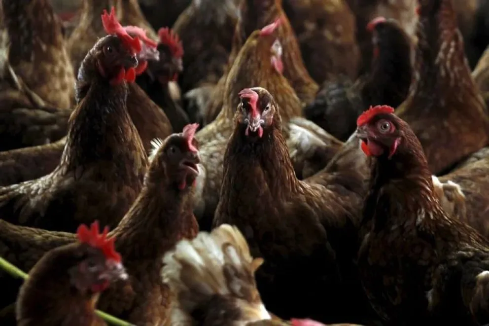 La influenza aviar H5N1 afecta a las aves de corral como a las silvestres. 