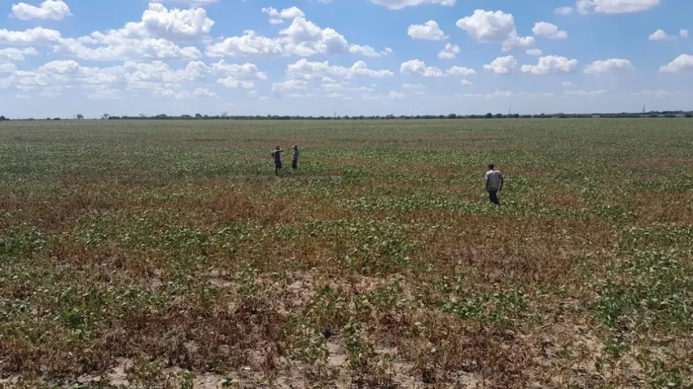 La sequía hace estragos en los campos tucumanos.
