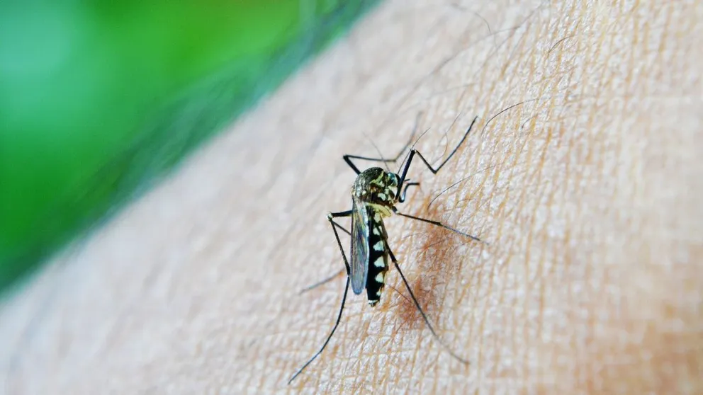 Epidemia de dengue en la Argentina
