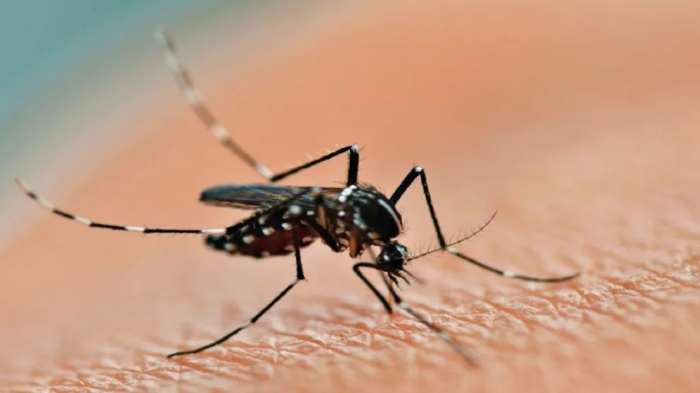 dengue-en-argentina-como-controlar-y-prevenir-el-contagio-1450347