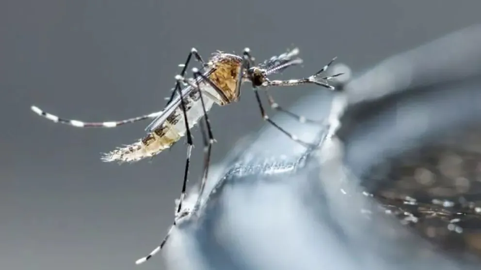 La infección viral es transmitida por el mosquito Aedes aegypti