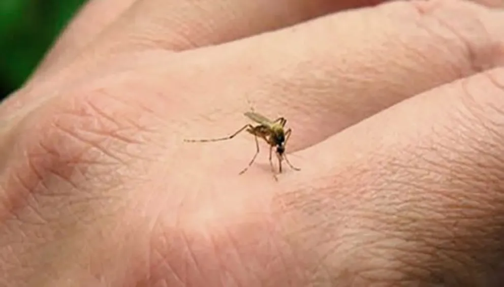 Hay varias razones por las que los mosquitos prefieren picar a una persona y no a otra, según la ciencia