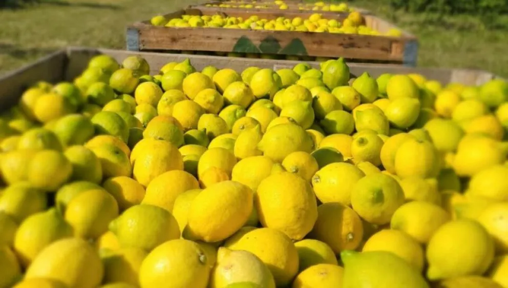 1biotuc-mercadoestadosunidos-limones-tucuman-medium-size