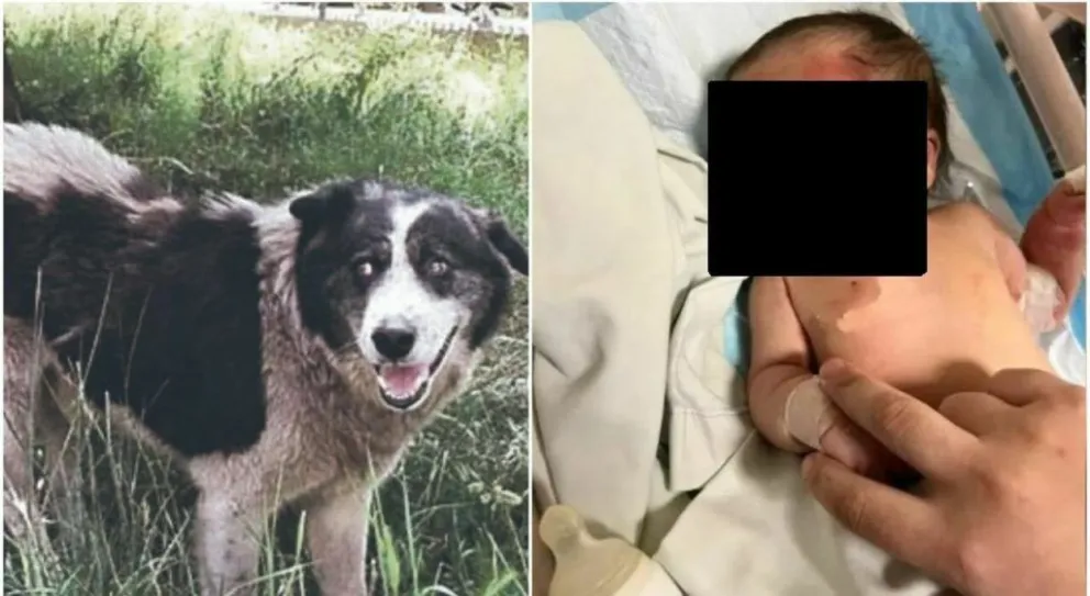 Una beba abandonada en la basura fue rescatada por un perro callejero