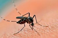 Cambio climático y dengue