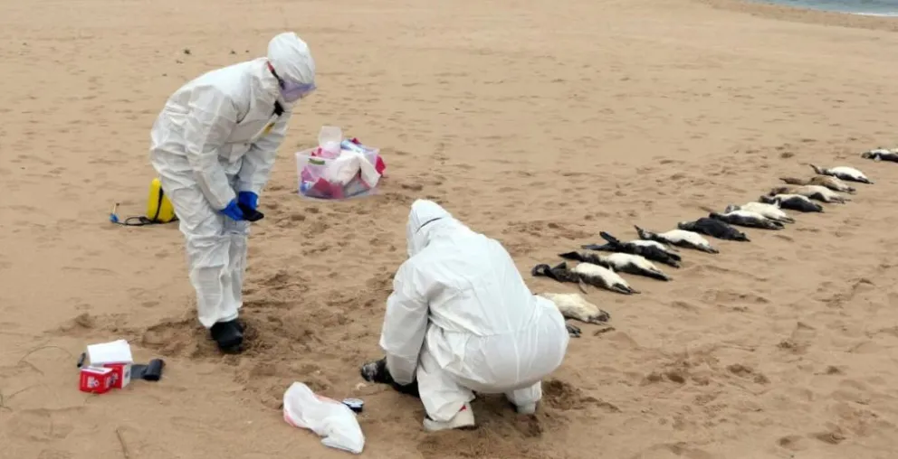 Más de 2.000 pingüinos aparecieron muertos en las playas de Uruguay