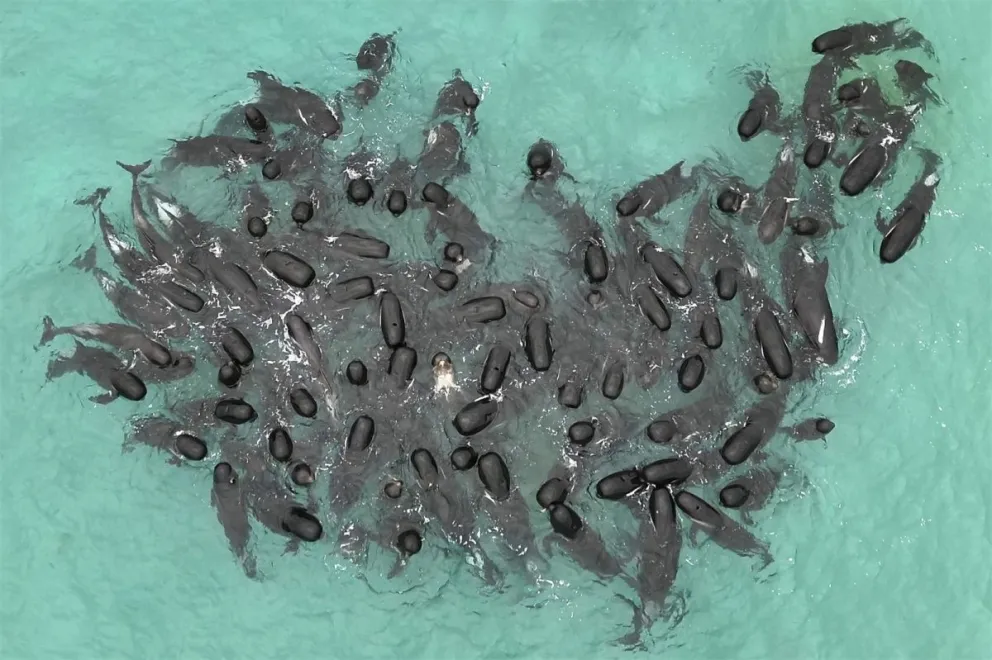 Más de 50 ballenas mueren tras quedar varadas en una playa de Australia
