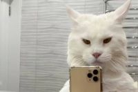 Mostró a su gato en redes sociales y nadie puede creer el tamaño que tiene
