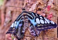 Cambio climático: el arma secreta de las mariposas tropicales para resistir