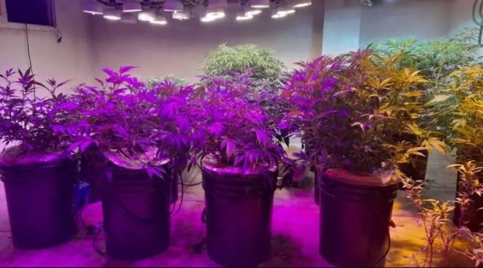 Concepción: encuentran un invernadero con 34 plantas de marihuana