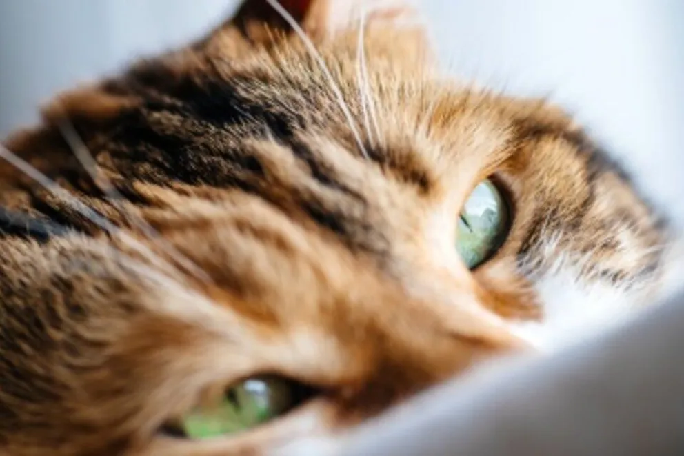 Día internacional del gato: por qué se celebra este 8 de agosto
