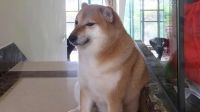 Murió Balltze, el famoso perro meme que se hizo viral