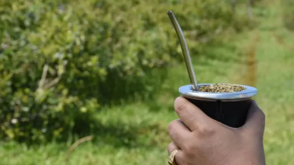 Yerba mate: La bebida nacional de Argentina busca nuevos