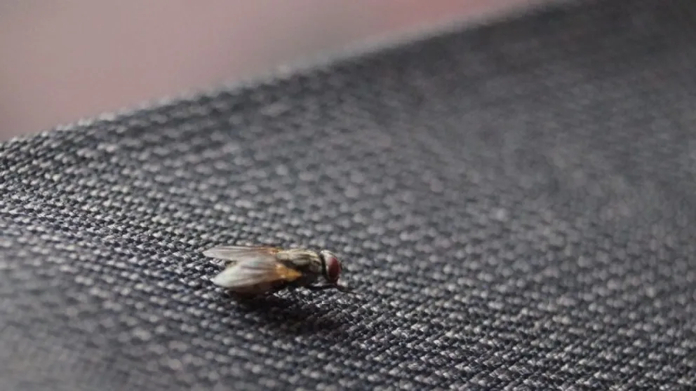 El "life hack" definitivo para eliminar la presencia de moscas en tu casa