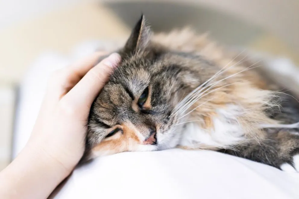 Cómo podés comunicarte con un gato: el significado de los maullidos y los gestos