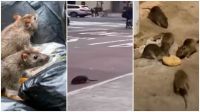 Invasión de ratas en Nueva York: videos impactantes