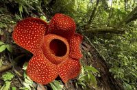 La especie de flor más grande del mundo en grave peligro de extinción