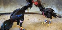 Escándalo en una riña de gallos en Los Costillas: hay al menos tres heridos de bala