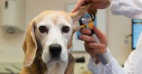 Cómo saber si un perro tiene otitis y prevenir la dolorosa enfermedad