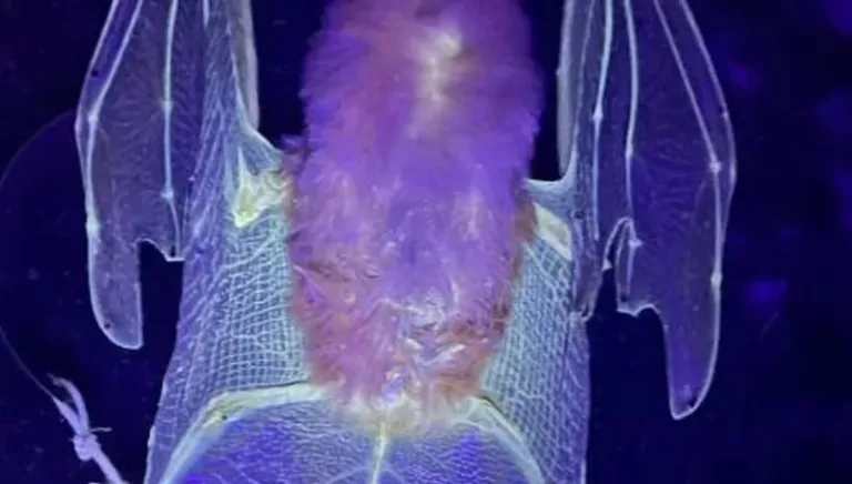Mamíferos brillan en la oscuridad con luz ultravioleta