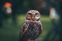 Qué significa que aparezca un búho en el jardín de tu casa