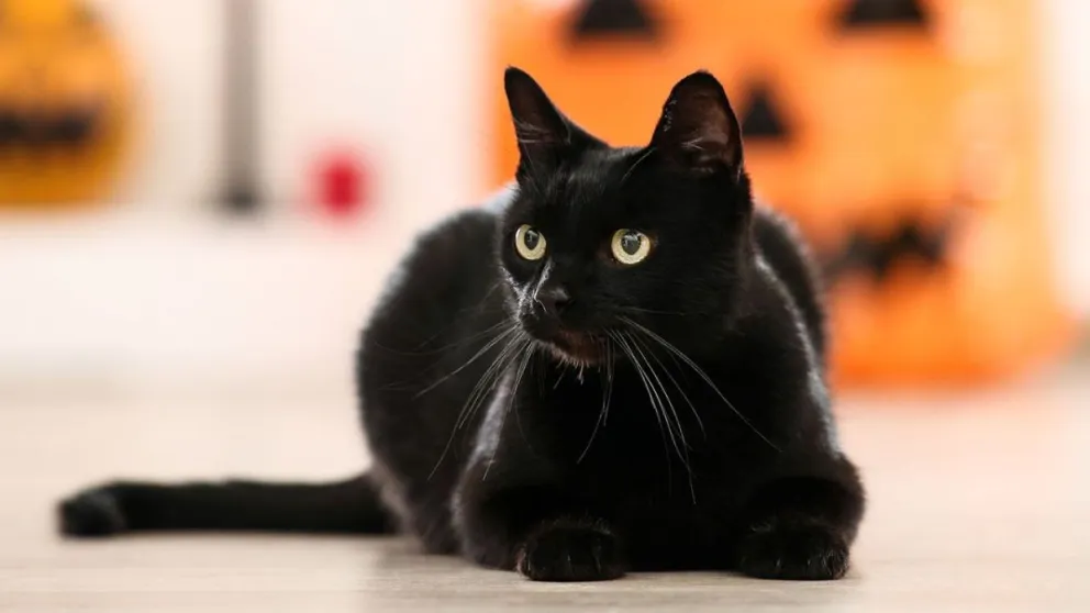 Por qué recomiendan no regalar gatos negros en octubre