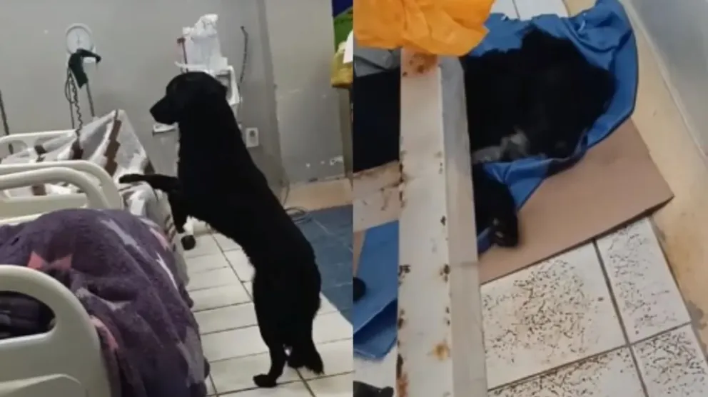 VIDEO| Su perro lo acompañó incondicionalmente en el hospital: cuando se recuperó, lo abandonó