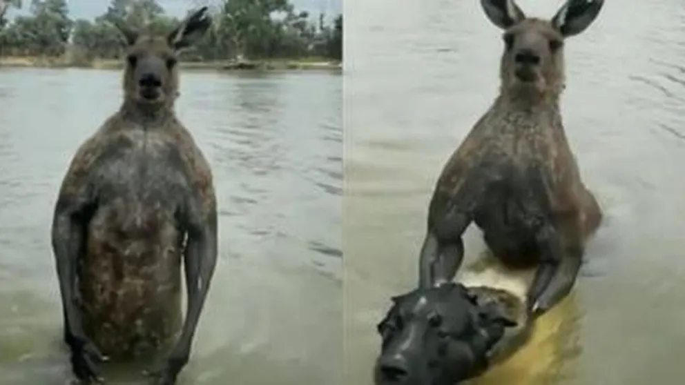 VIDEO| Un hombre tuvo que luchar con un canguro para salvar a su perro