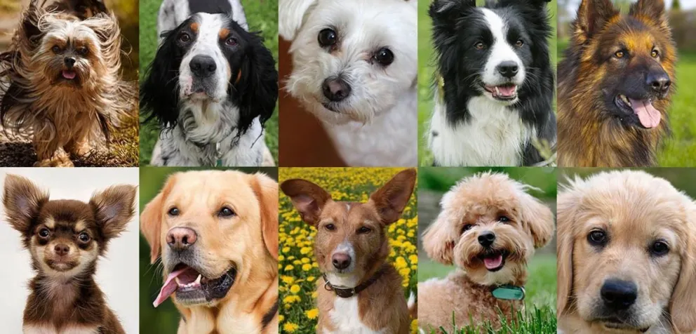 Cuáles son las cinco razas de perros más fáciles de adiestrar