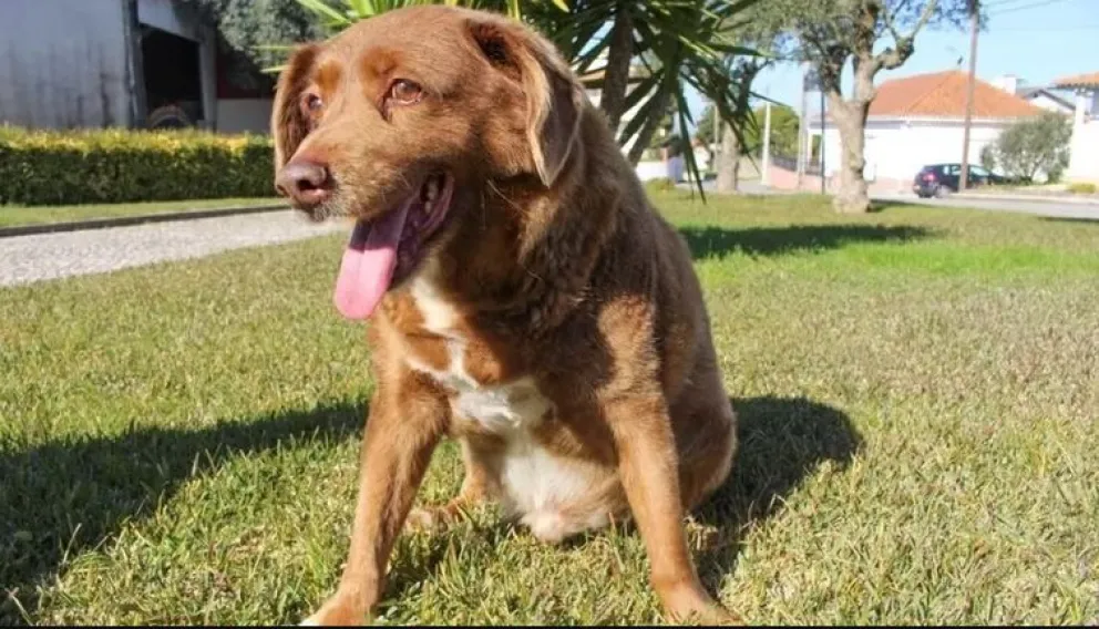 Murió el perro más longevo del mundo: tenía 31 años