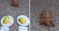 La tortuga que acertó los resultados del Mundial ahora dijo quién ganará el balotaje