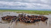 Más de 5 millones de vacas en riesgo por las inundaciones