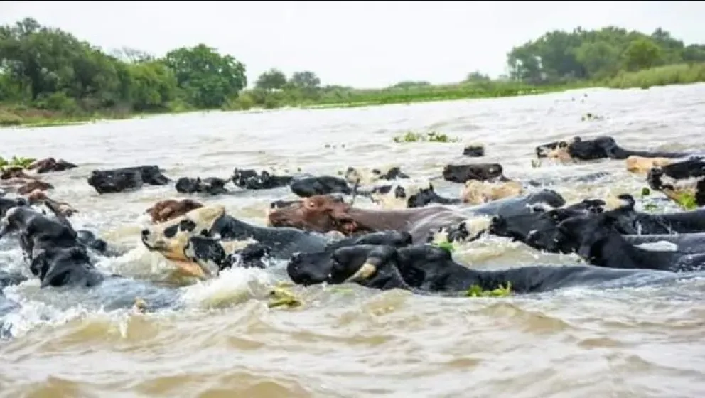 Evacúan 600 mil cabezas de ganado por la crecida del río Paraná