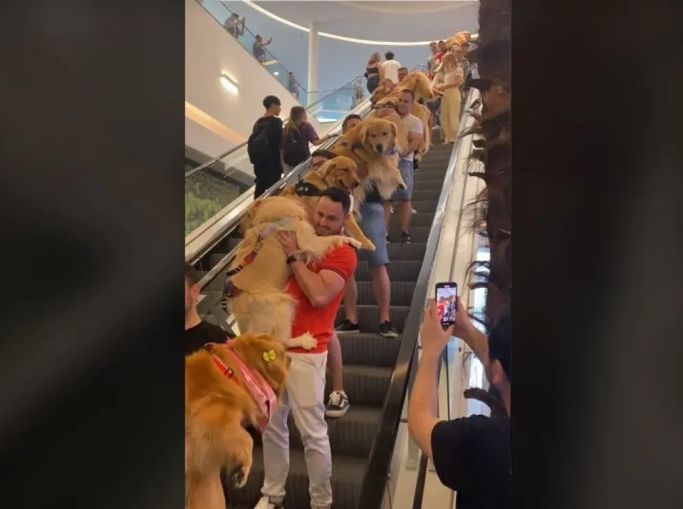 Decenas de Golden Retriever desfilaron por las escaleras mecánicas de un centro comercial
