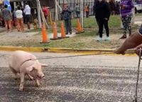 Volcó un camión jaula repleto de cerdos en Jesús María y los vecinos se llevaron varios animales. IMÁGENES SENSIBLES