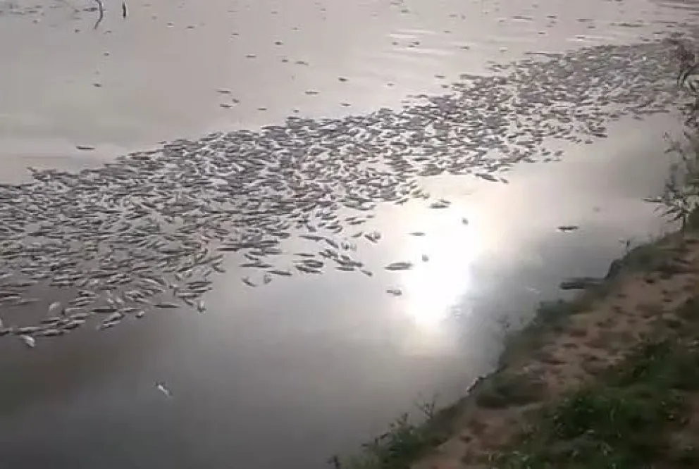 Nueva alerta por la mortandad de peces en el río Salí