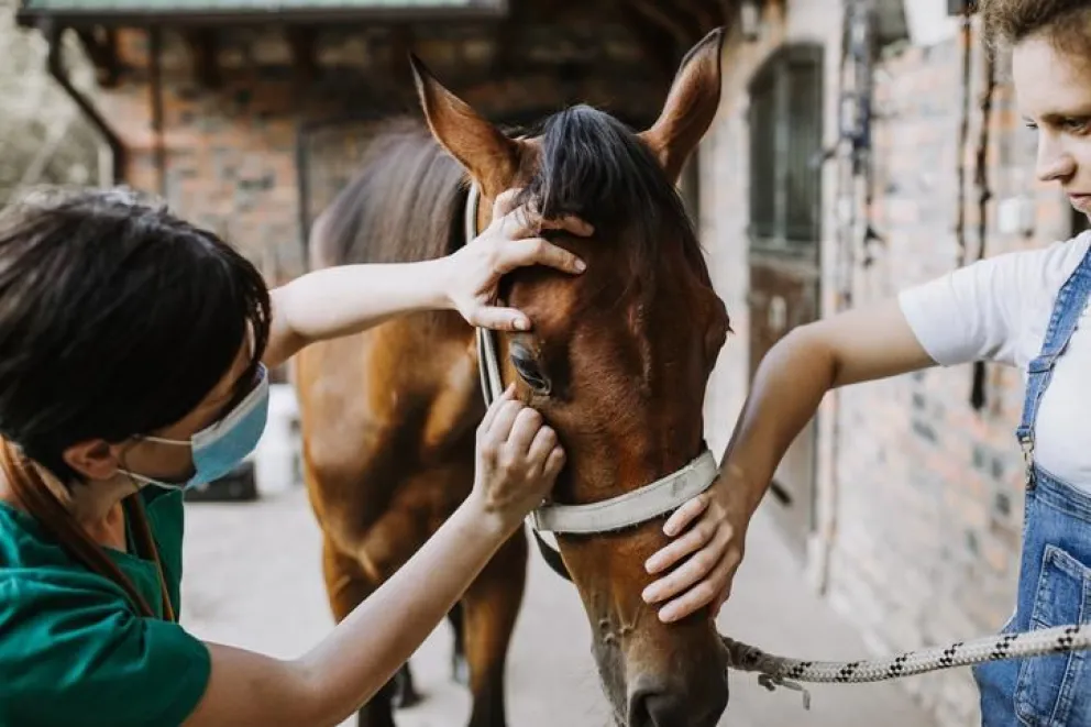 Temible virus que afecta a los caballos pone el alerta