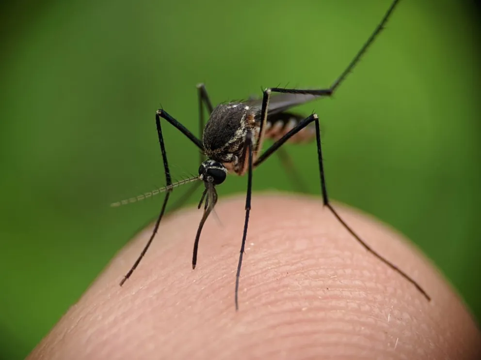 El truco casero infalible para que los mosquitos no entren a tu casa